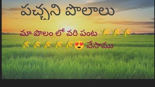 పచ్చని పొలాలు /మా పొలం లో వరి పంట /అగ్రికల్చర్ /పైరు 🌾🌾🌾😍🥰