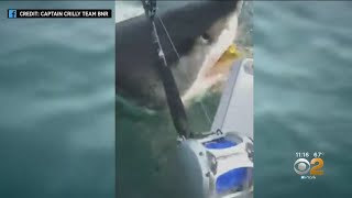 Great White Shark Stuns New Jersey Fishermen