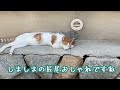 神奈川→四国香川 酷暑下道バイク旅 ep.8「小さい離島で何もしないを猫とする 猫島佐柳島 香川 」 kawasaki w650