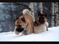 amazing akita 2012