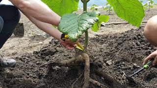 Formarea radacinilor la copacii de paulownia