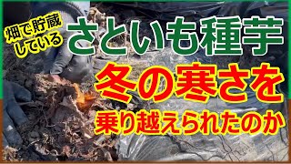 【里芋の種芋】畑で貯蔵　冬の寒さで傷んでいないか掘ってみた！