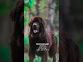 newfoundland dog newfoundland newfoundlanddog dog puppy pets doglover trending reels shorts