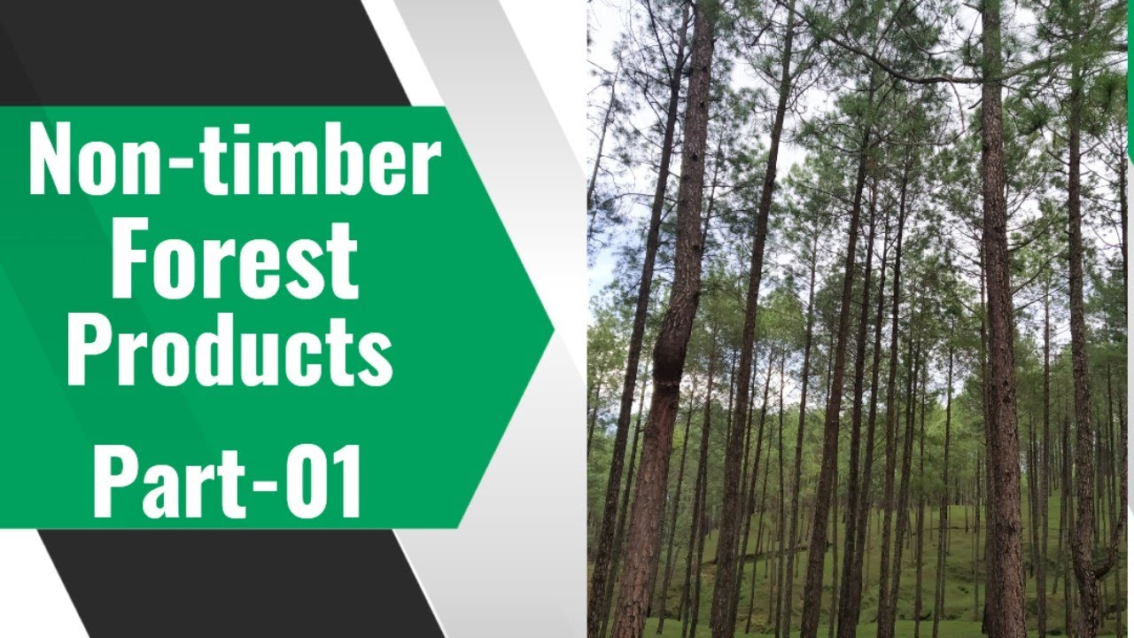 ||Non-timber Forest Products (NTFP'S)||Part-01||By-Learn Votaniki ...