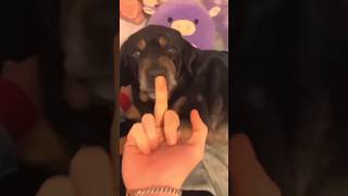 Other Dogs vs My Dog: The Finger Test 🐶 #shorts #dog #pomeranian