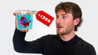 I Bought the World's MOST EXPENSIVE Betta Fish!