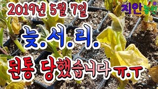 2019년 5월 7일 갑작스런 늦서리에 된통 당했습니다. 이렇게 심한 냉해를 입다니 허탈하네요.