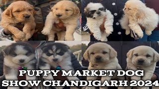 Puppy Market Dog Show Chandigarh 2024 ||PUPPY LOVERS Rejoice at Chandigarh's BIGGEST Dog Show 2024