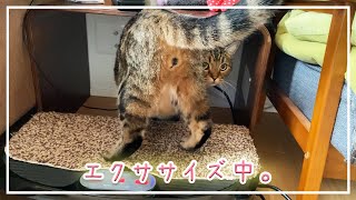 【ほっけ】初めてエクササイズしたネコのリアクションが…【アメショ】#猫