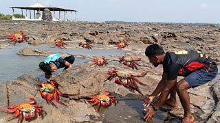 समुद्री बेटावर दगड उचलून धरले खेकडे. Island crabs catching. Mumbai Indian fishing