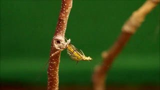 モンカゲロウ　ダンからスピナーへ脱皮する瞬間　Mayfly the moment from Dan to Spinner