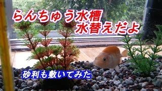 金魚飼育　らんちゅう水槽の水替え