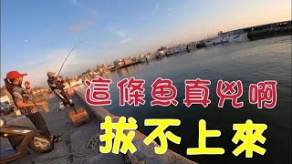 阿布這條魚有兇…… 拔不太上來