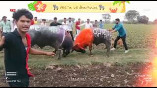 🐃Veera vs Dhamaka🐃 Pada ladai mp #hela#takar#dulls#fight#