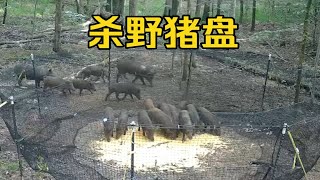 野猪被诱惑进了围网里面，进去容易但出不来了。