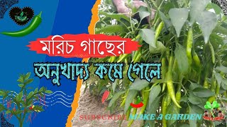 মরিচ গাছের অনুখাদ্য কমে গেলে।