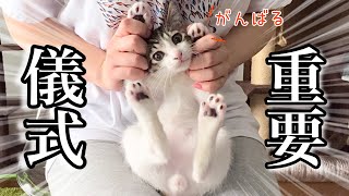 子猫が家族になったので、兄姉猫と大切な儀式を行いました…【保護猫】