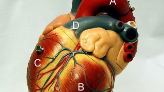 Srce, histologija, anatomija i fiziologija