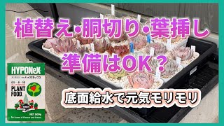 植替え•胴切り•葉挿しの準備はOK❓底面給水で元気モリモリ