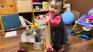 赤ちゃんから初めて名前を呼ばれた猫　ノルウェージャンフォレストキャット　A cat called a name for the first time by a baby