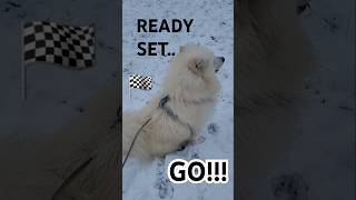 Kalif The Samoyed's EPIC escape in the Snow