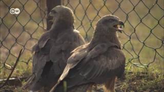 कैसे हजारों किलोमीटर उड़ते हैं पक्षी [Water Barriers and the Migration of Soaring Birds]