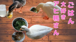 ごはん 大好き アヒ鴨さん【アヒカモ】/Duck loves to eat.