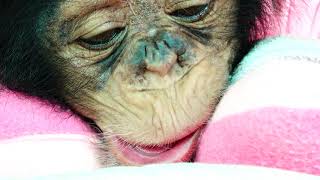 น้องณเดช ลิงน้อยชิมแปนซี Baby ChimpanZee