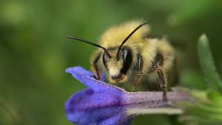 Bumblebee cleaning antennae and tongue sheath-macro