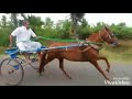 mass vandayar horse ride