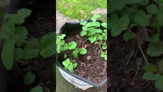 എളുപ്പത്തിൽ വീട്ടിലെ പുതിന കൃഷി/mint leaf 🍃 #mintleaf #farming #shorts #viral #trending