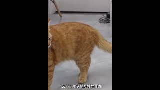 猫咪打架也可以解说吗？布偶猫大战橘猫现场！ #009