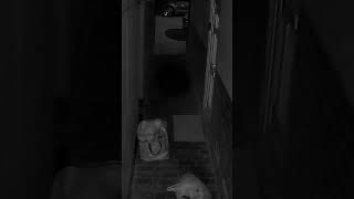 Alleyway Abduction -  Most Terrifying \u0026 Insane Capture EVER! 😱 #abduction #portal #paranormal #evil