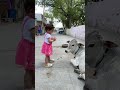 A little girl touching cow's forehead | Heart touching video | Indian kids with cow