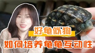 “你这粘人的小妖精！”如何培养乌龟的互动性？小姐姐经验分享，三步培养粘人的龟龟！