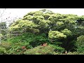 オキナワジイ（スダジイ）花の香り充満、花真っ盛り久米島ホタル館vlog美しい自然の景観