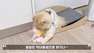 #냥품리뷰 앱코 오엘라 전동 장난감, 귀여운 고양이 자동 장난감!