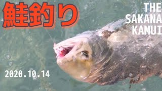 鮭釣り（10月14日、ウキルアー、フカセで時合を狙い撃ち）