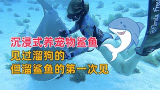 沉浸式养宠物鲨  |  见过溜狗的但溜鲨鱼的第一次见 ！｜沉浸式养殖｜水族箱｜鱼缸｜养鱼｜龙虾｜养殖｜海洋生物｜动物｜宠物｜花草植物｜