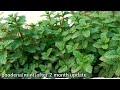 Mint|(poodena)| update after 2 month  lush green result.Rashid gardening ideas.