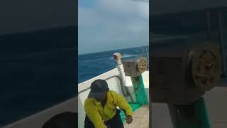 Taiwan fishing operation catch king mackerel or tanigue #fishing