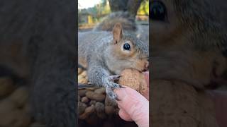 beautiful little squirrel #squirrels