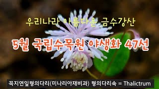 야생화 - 5월 포천 국립수목원의 야생화 47종류 해설