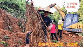 現在牛大力太受歡迎了！昨天挖了几千斤牛大力回去根本不夠賣，今天還要繼續去挖，直接把挖掘機開上山，今天的收穫依然滿滿的！中牛大牛很多，很棒！