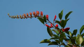 มโนรมย์/ทองหลางดอกแดง (Ma-no-rom/Tong-laang Dok Daeng) - Erythrina crista-galli L. 14