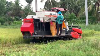 ច្រូតស្រូវក្បែរផ្ទះ / Harvesting the rice field