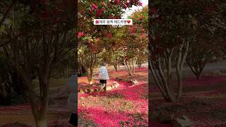 겨울 제주도 여행 와야하는 이유🌺