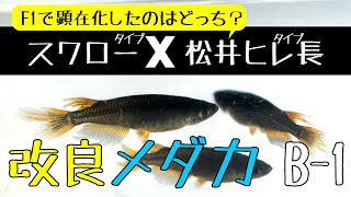 メダカのヒレ スワロータイプと松井ヒレ長タイプを交配！そのF1を観察してみます。【メダカ飼育 079】