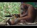 Robot Orangutan Vs Wild Orangutan Sawing Duel