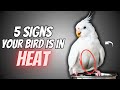 5 SIGNS Your Bird is in HEAT